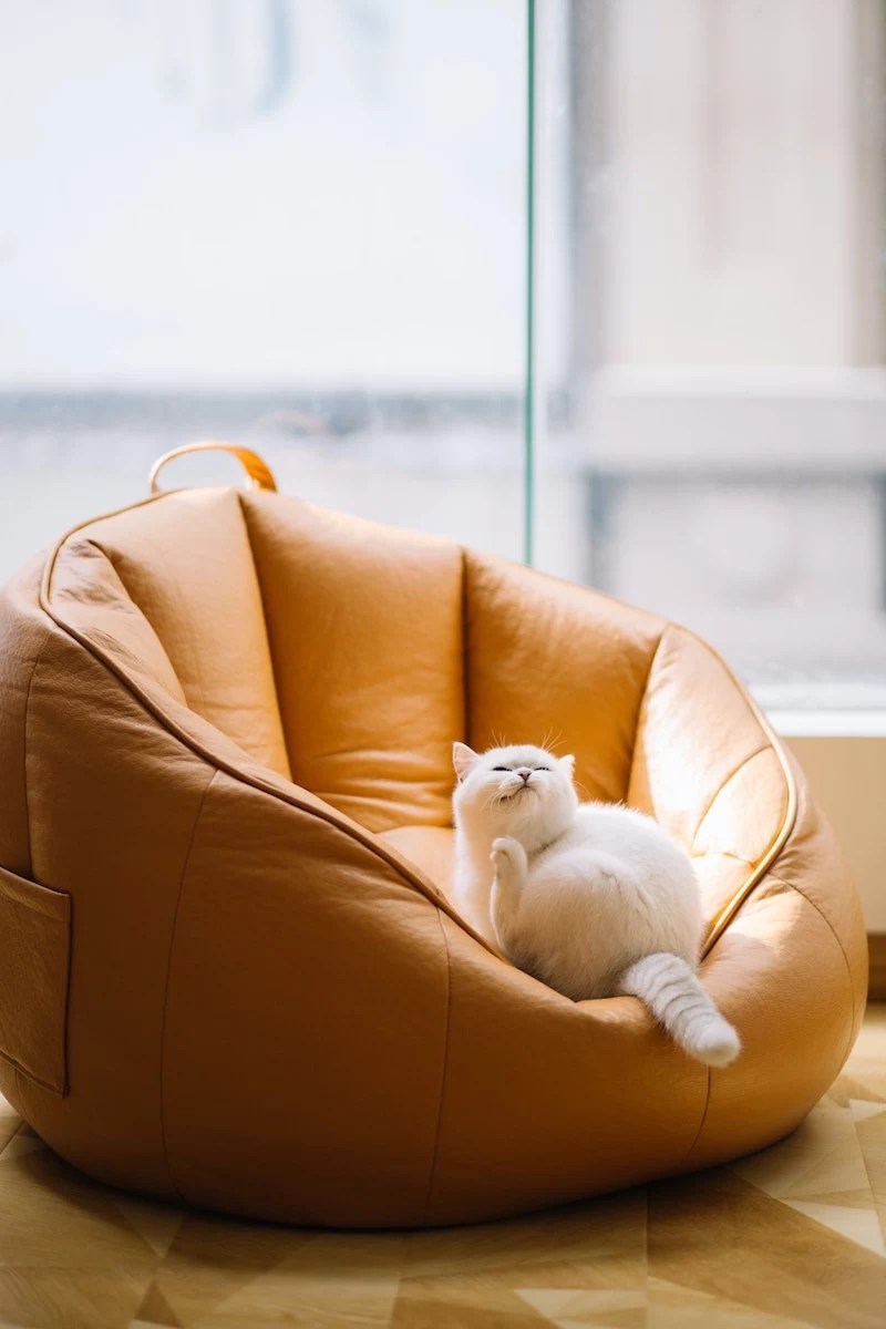 How to stop cats from scratching your furniture & peeing everywhere