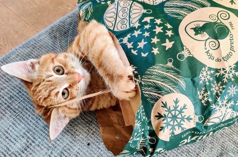 How to stop cats from scratching your furniture & peeing everywhere