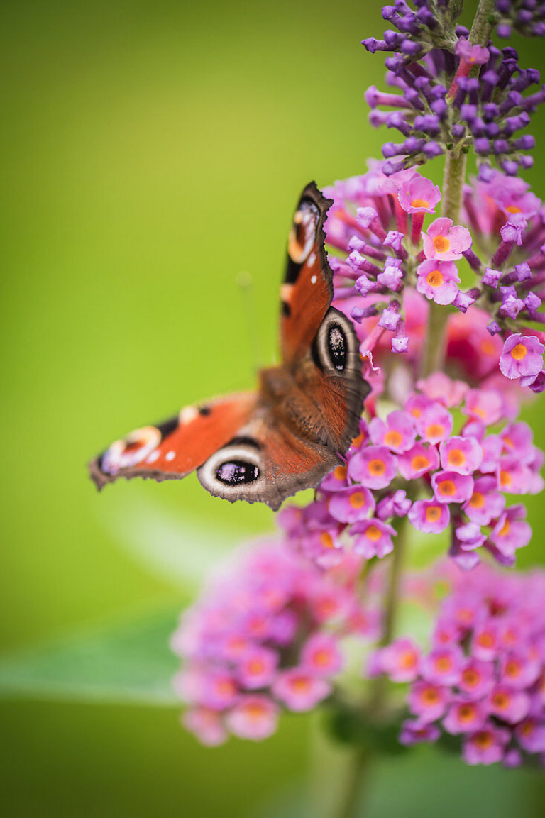 How to attract butterflies to your garden? Plant these 10 aromatic flowers
