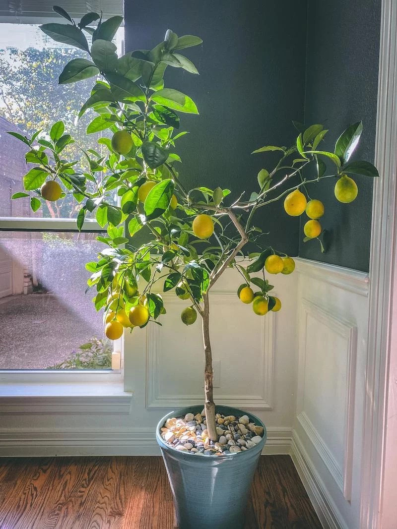 Ultimate Guide How to grow a lemon tree from seed