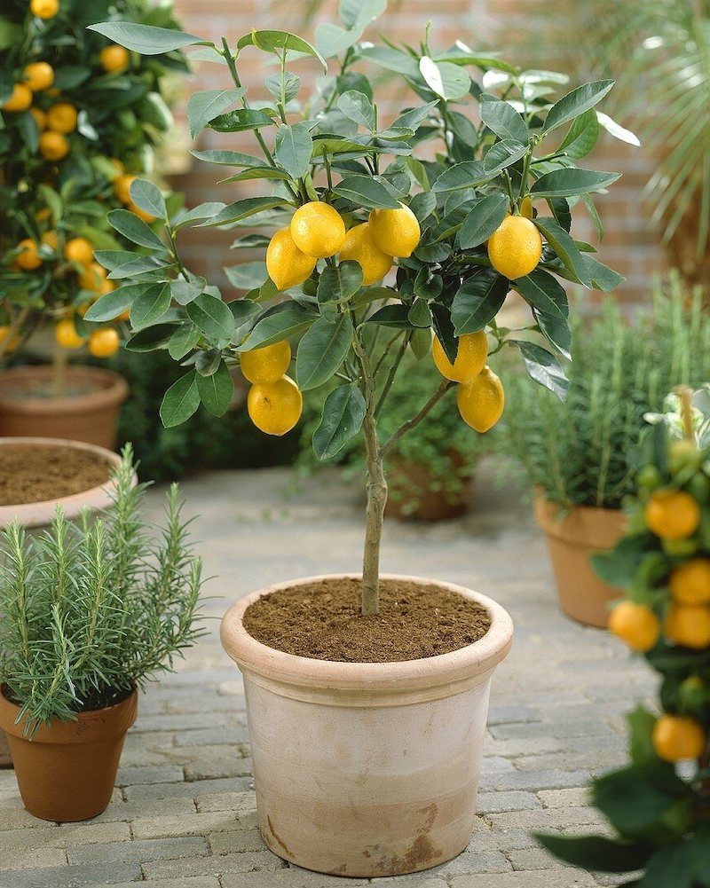 Ultimate Guide How to grow a lemon tree from seed