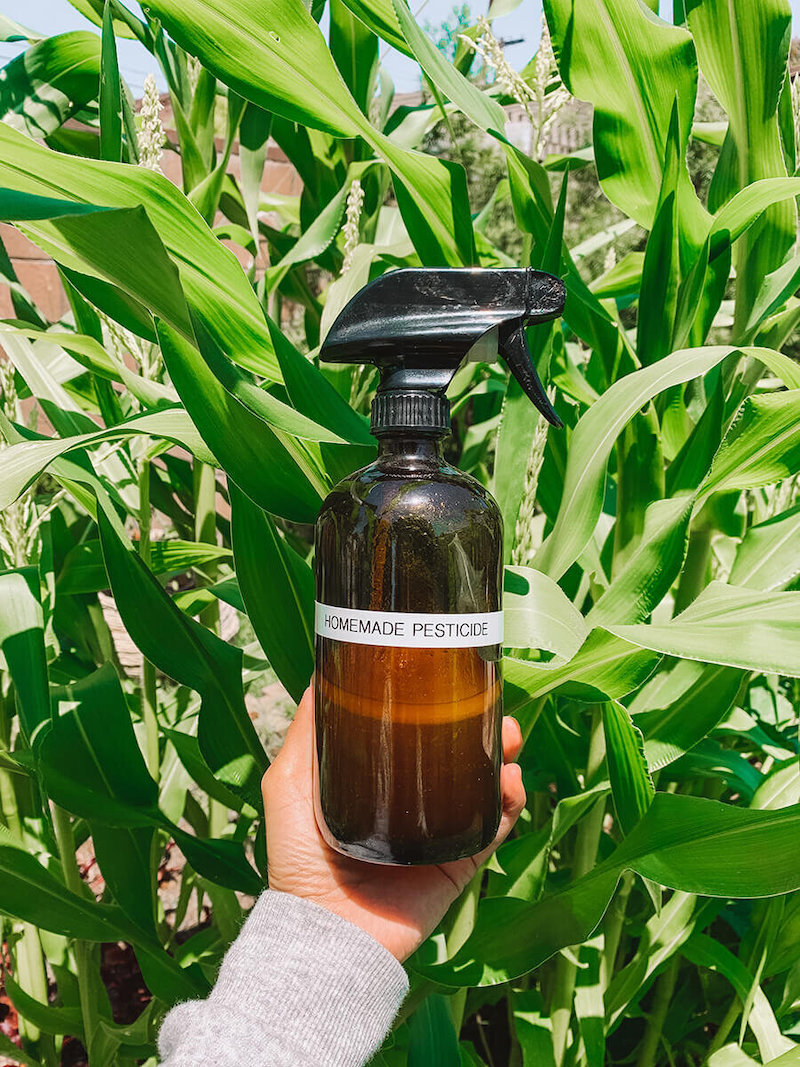 Organic Pest Control Guide Homemade remedies for your house and garden