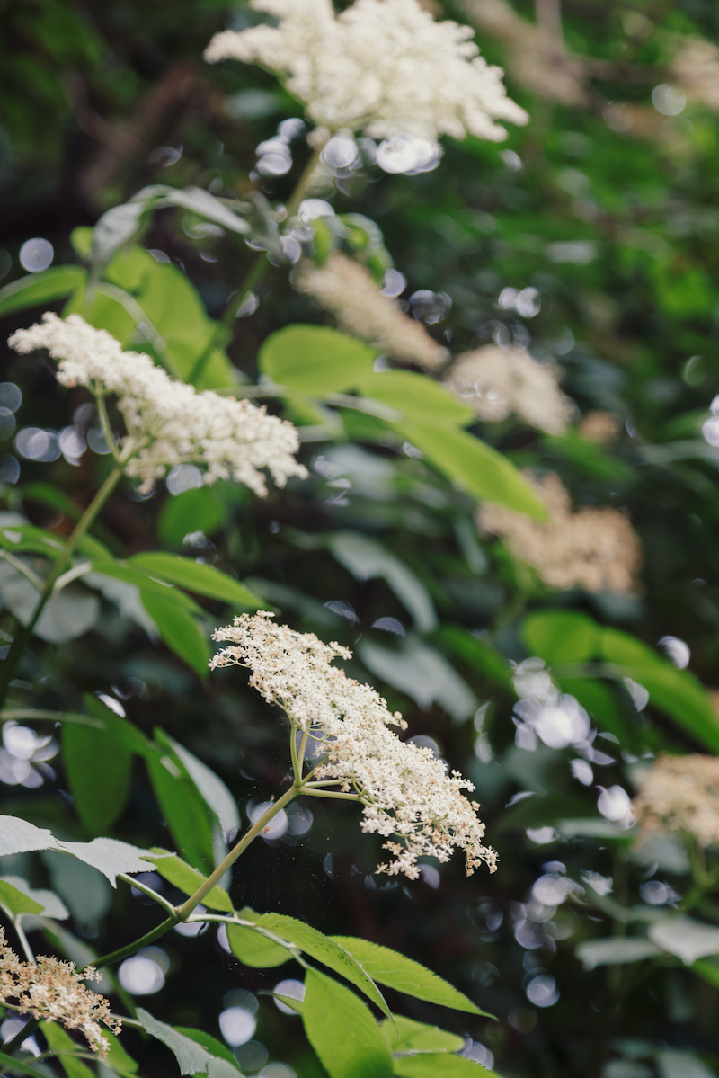 Awesome Elderflower Benefits & 3 Ways to Make Healthy Golden Elixir