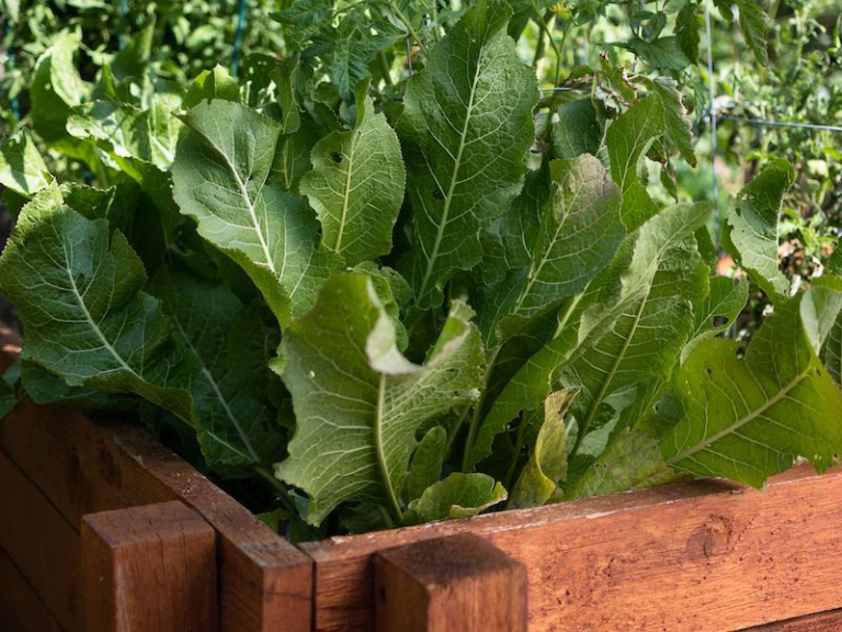 What Vegetables & Herbs CAN be planted together Companion Planting