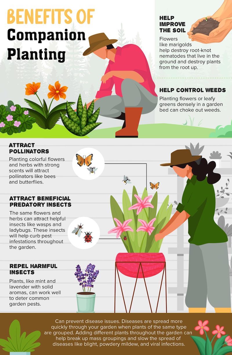 Companion Planting What vegetables & herbs can be planted together in