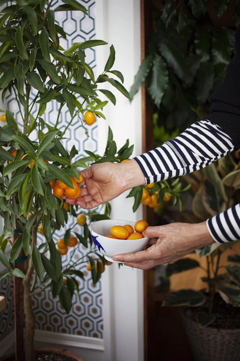 How to grow an orange tree from seed Complete Guide