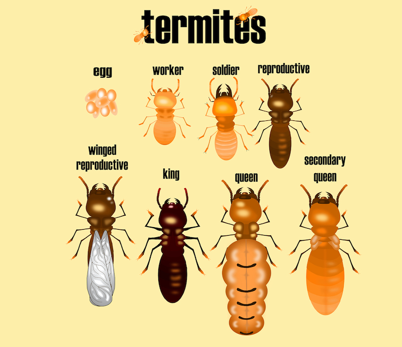 How To Get Rid Of Termites 7 Effective Methods