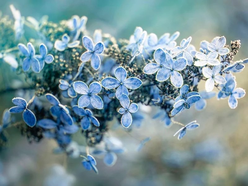 How To Prepare Your Hydrangeas For Winter The Right Way, According To
