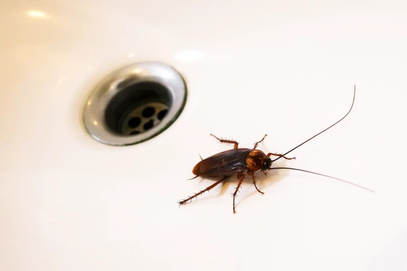How To Get Rid Of Roaches Fast (10 Effective Ways)