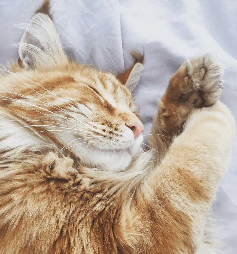Is it OK to Let Your Cat Sleep in Bed With You? Pros & Cons