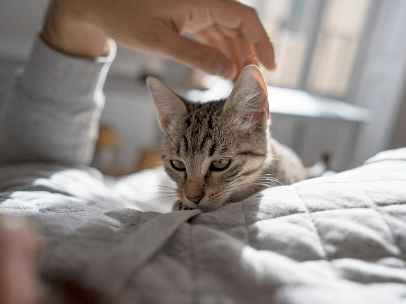 Is it OK to Let Your Cat Sleep in Bed With You? Pros & Cons
