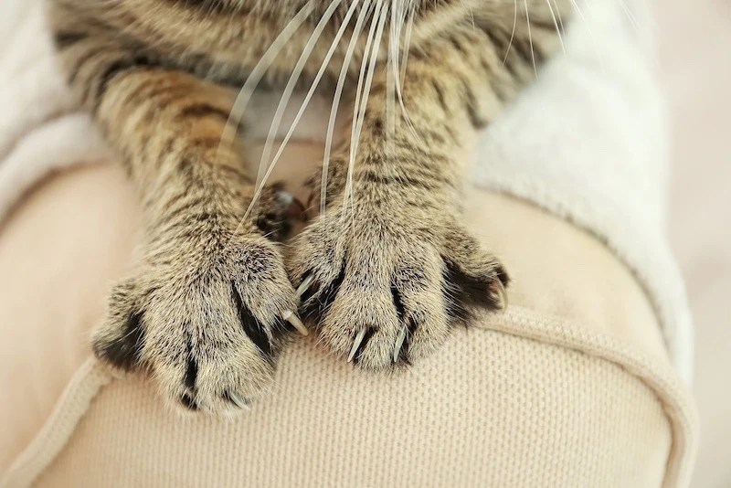 Why Does My Cat Knead Me? 6 Common Reasons
