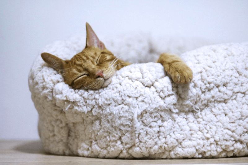 Is it OK to Let Your Cat Sleep in Bed With You? Pros & Cons