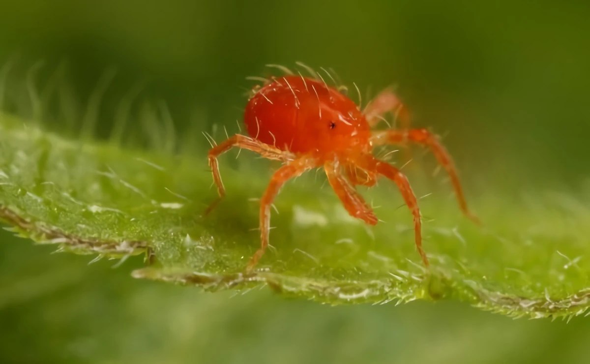 How To Get Rid Of Spider Mites 5+ Effective Methods