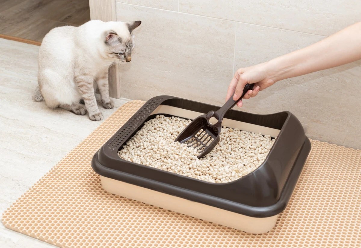 7 Easy Ways To Stop Cat Litter From Smelling