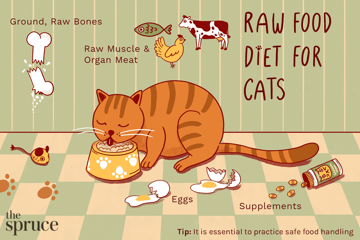 How to Actually Feed Your Pregnant Cat Complete Guide