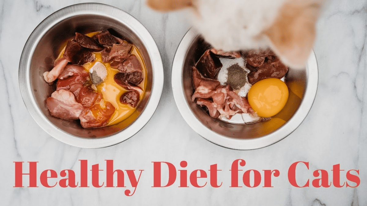 How to Actually Feed Your Pregnant Cat Complete Guide