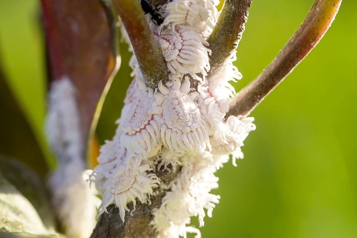 How To Get Rid Of Mealybugs Effective Solutions For Your Plants