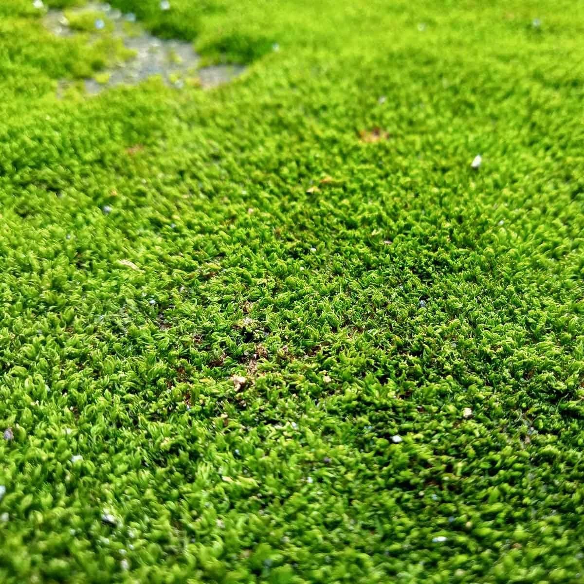 How To Get Rid Of Moss In Your Lawn Naturally