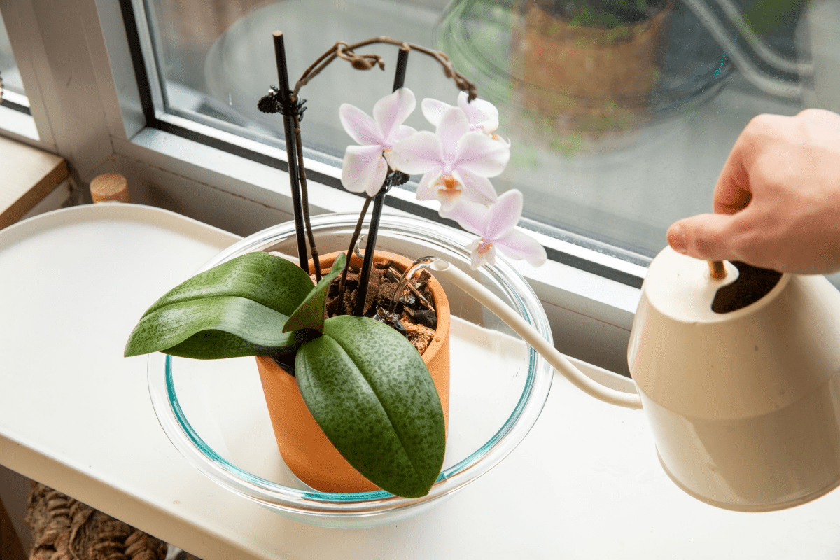 6 Reasons Why Your Orchid Isn’t Blooming Like it Used to