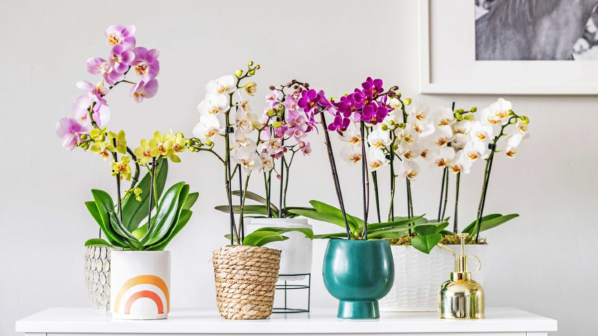6 Reasons Why Your Orchid Isn’t Blooming Like it Used to