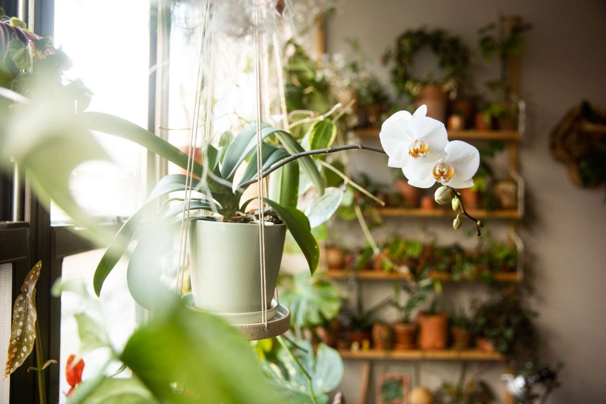 6 Reasons Why Your Orchid Isn’t Blooming Like it Used to