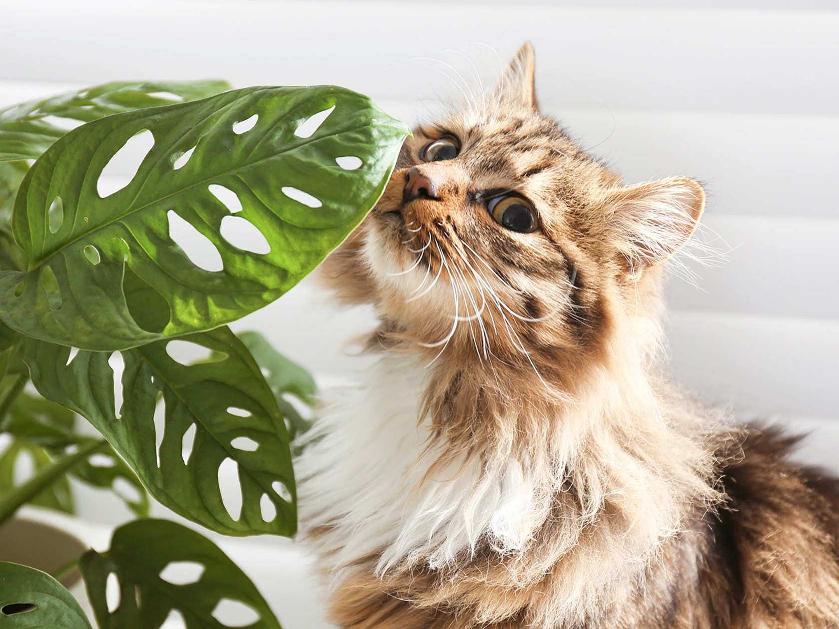Your Cat and Houseplants A RealTalk Guide to Keeping Them Safe