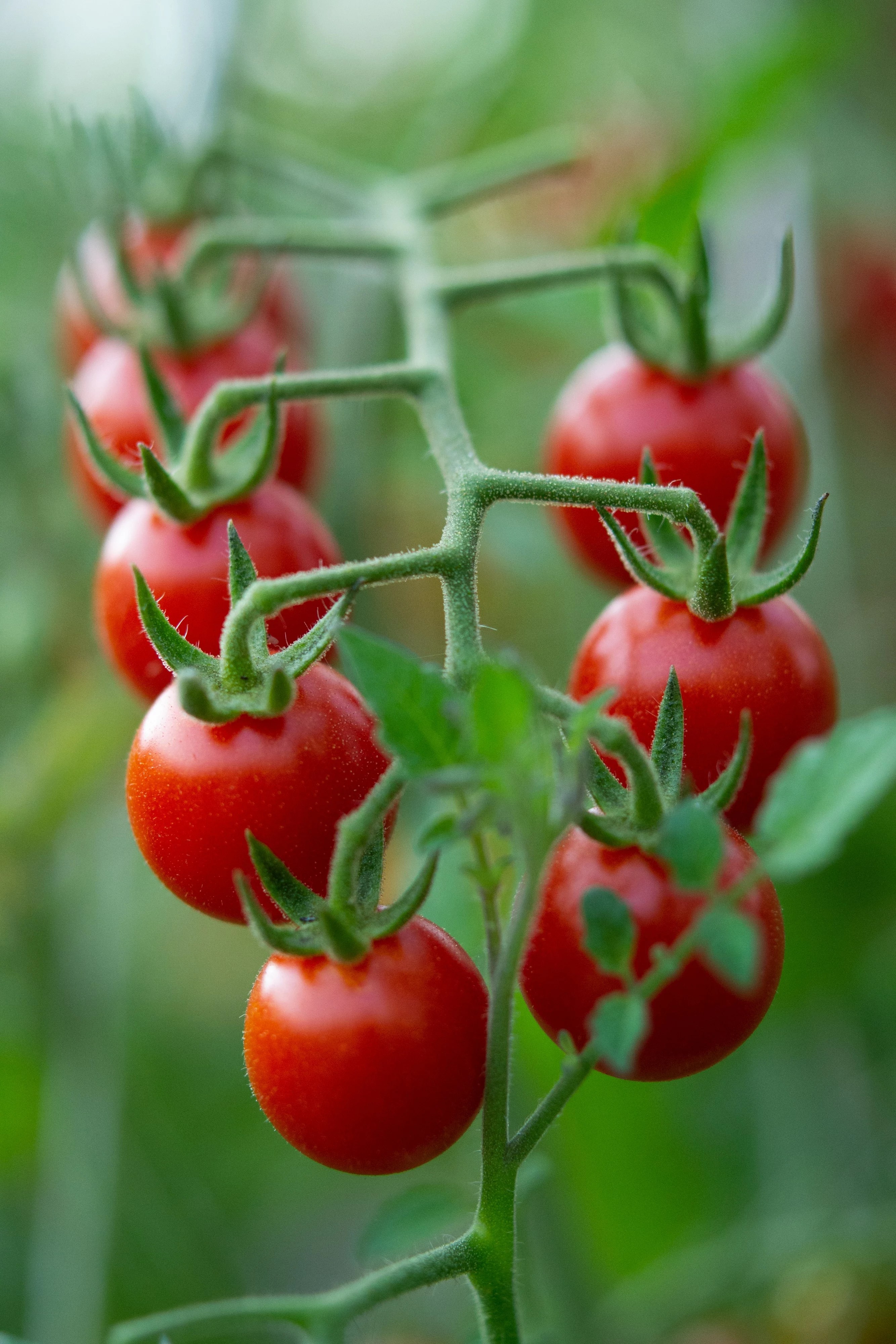 A Complete Guide To The Best Tomato Plant Support Methods