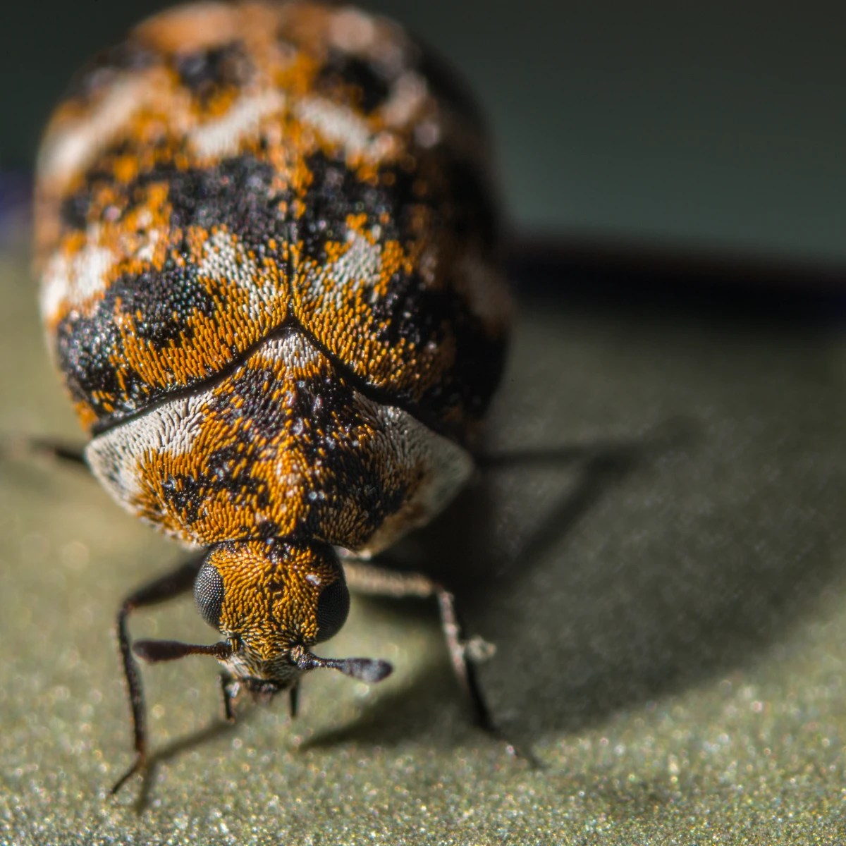 How To Get Rid Of Carpet Beetles For Good