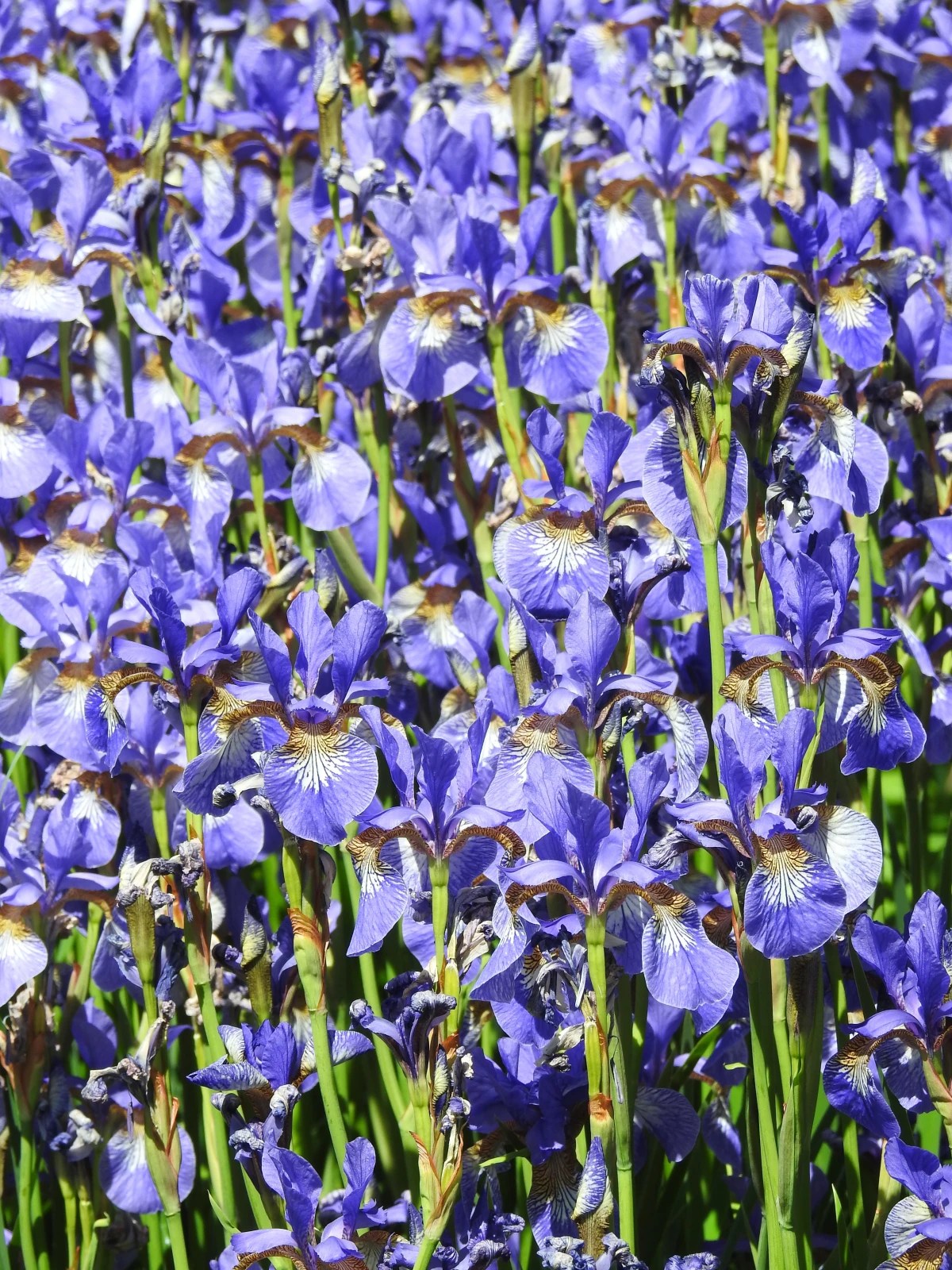 The Best Plants For Wet Soil 7 Moisture Loving Flowers