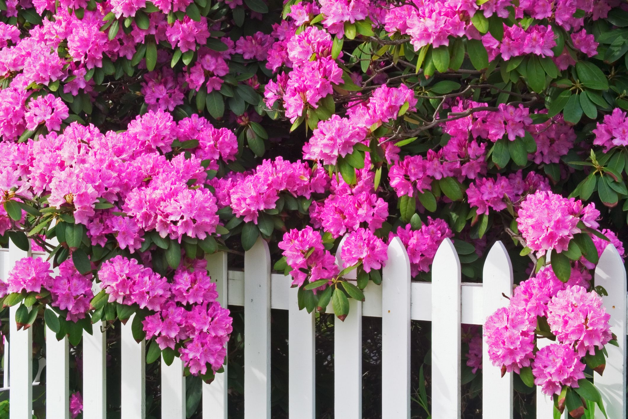 Best Plants For Fence Line 7 Ways To Add Privacy And Beauty