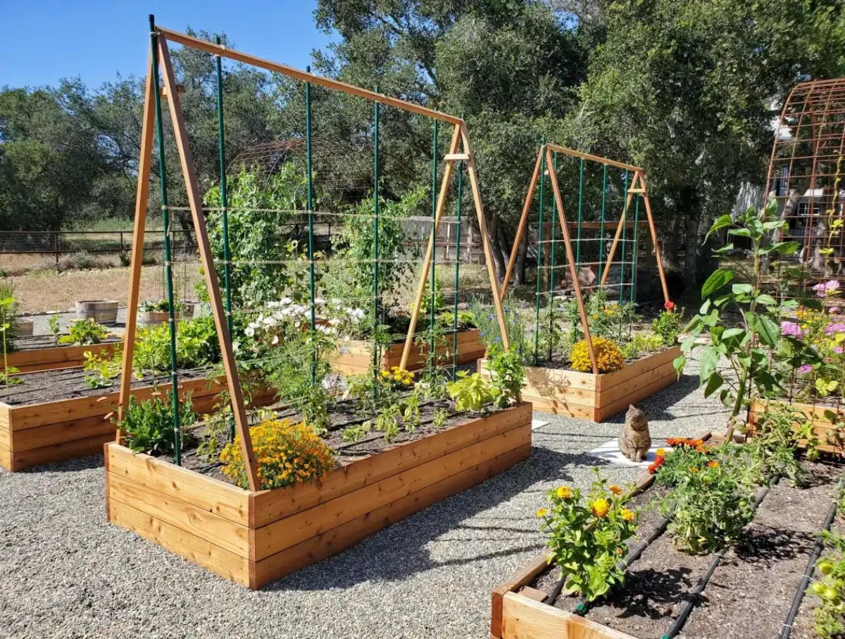 A Complete Guide To The Best Tomato Plant Support Methods