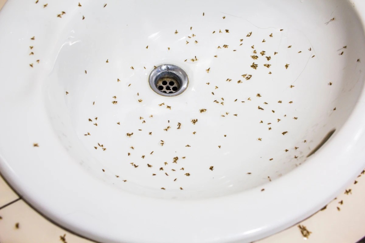 How To Get Rid Of Drain Flies 7 Simple Solutions