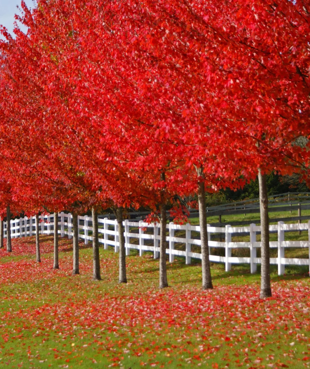 7 Best FastGrowing Trees For A Beautiful Landscape In Record Time