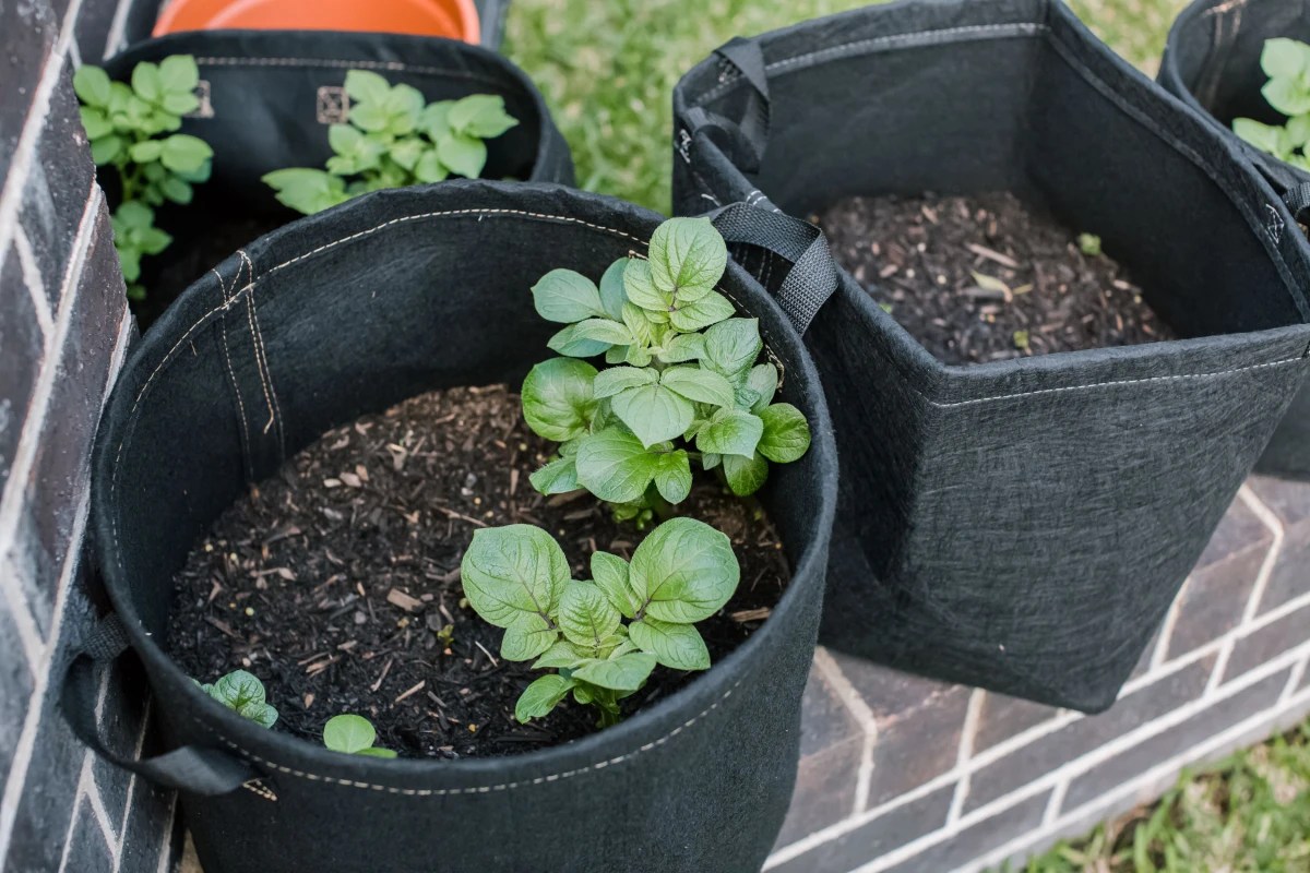 Growing Potatoes In Containers Everything You Need To Know