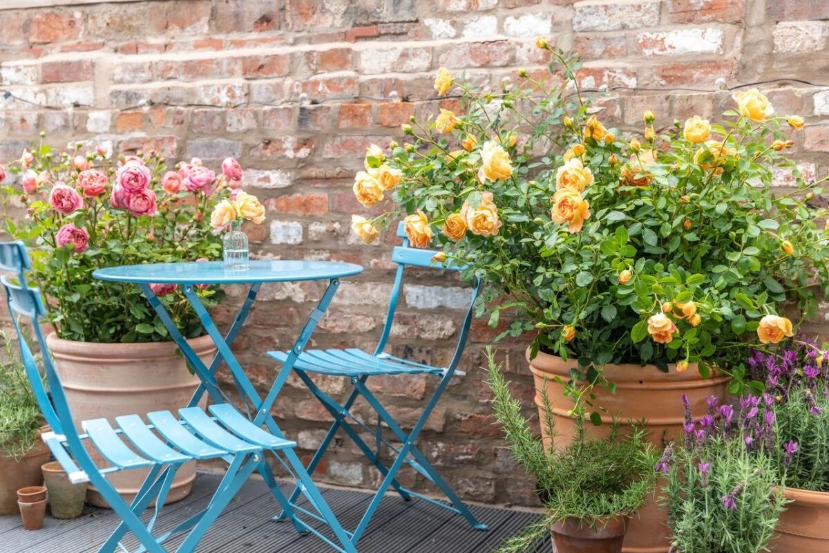 How To Grow Roses In Containers StepbyStep Guide