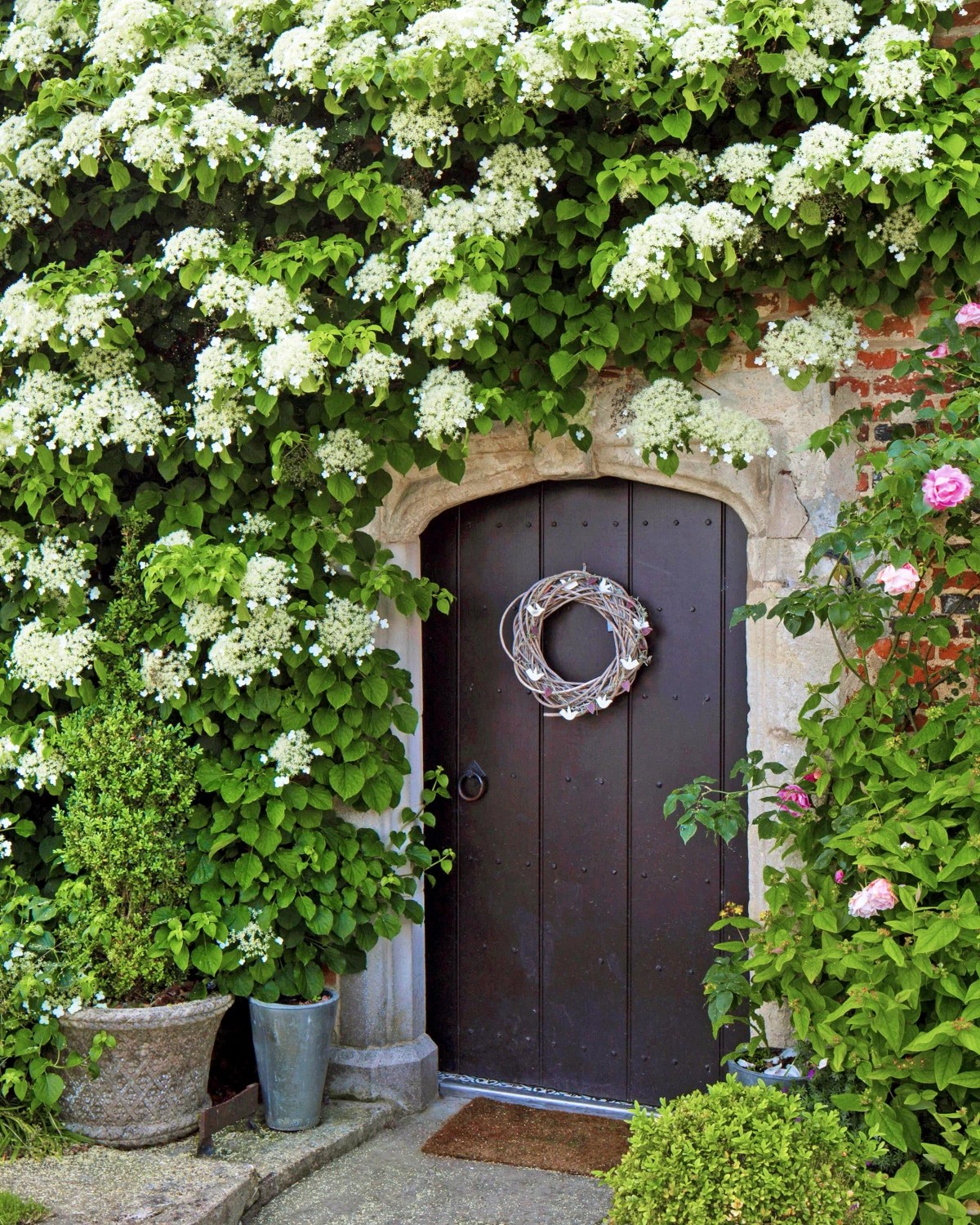 5 Best Types Of Hydrangeas For Your Garden