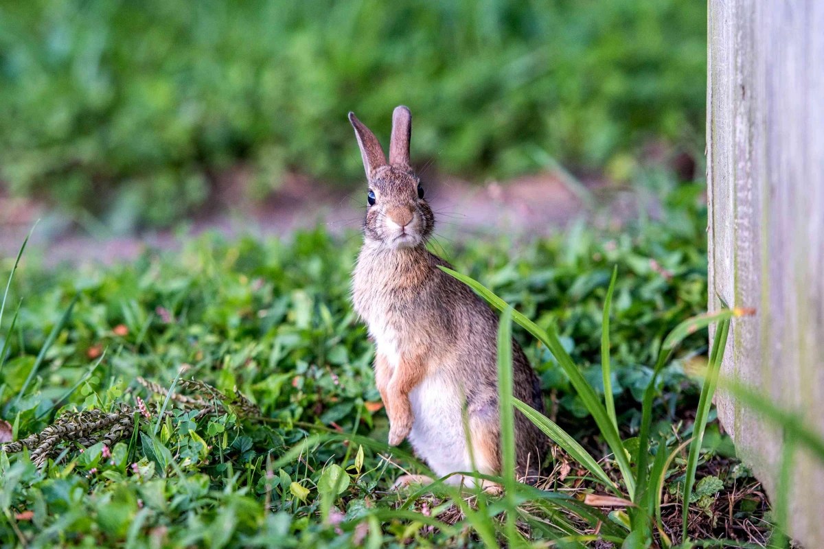 BunnyProof Your Property! Here Is How To Keep Rabbits Out Of Your Garden