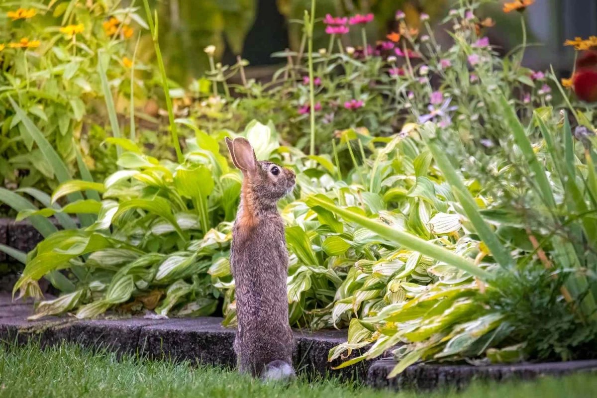 BunnyProof Your Property! Here Is How To Keep Rabbits Out Of Your Garden