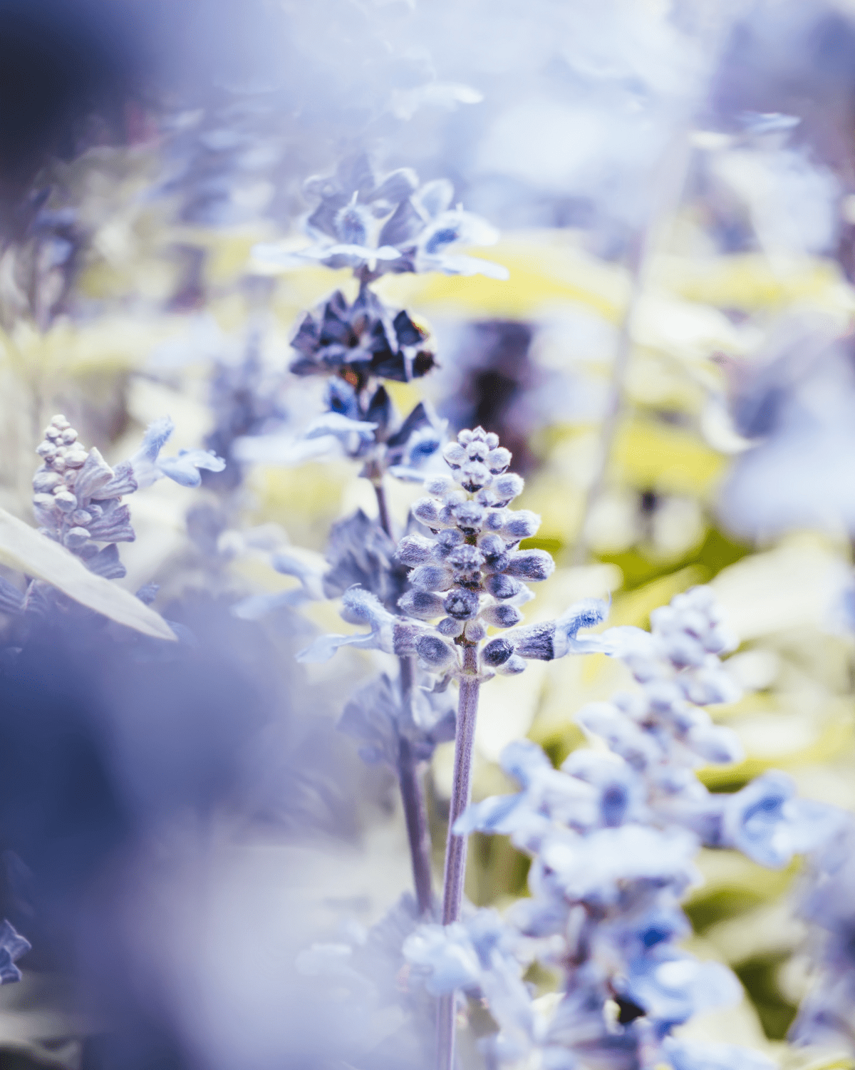 7 Excellent Plants that Banish Ticks & Fleas from your Yard