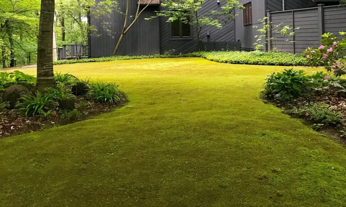5 Unique Grass Alternatives For An Exceptional Garden