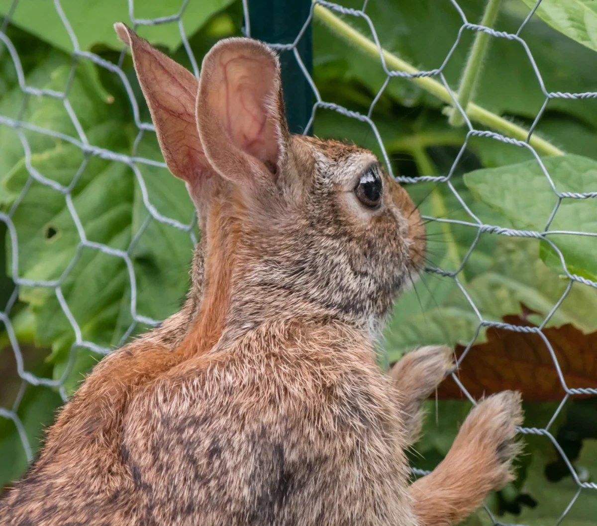 BunnyProof Your Property! Here Is How To Keep Rabbits Out Of Your Garden