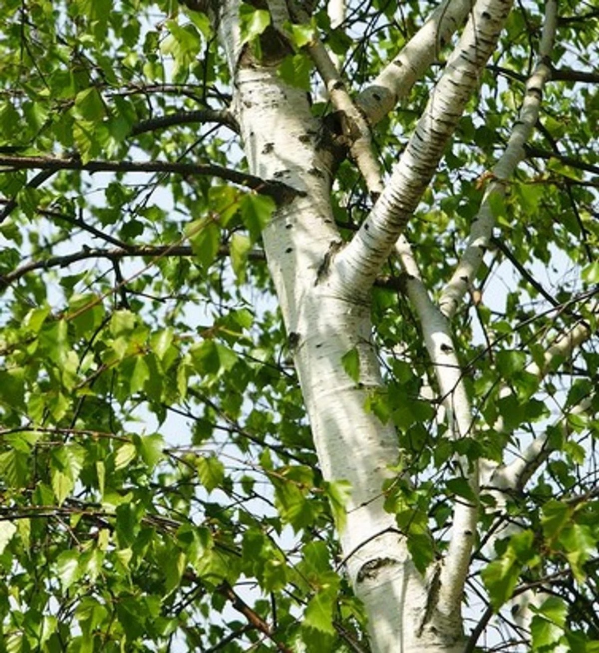 Elevate Your Landscape With These 5 Low Maintenance Trees