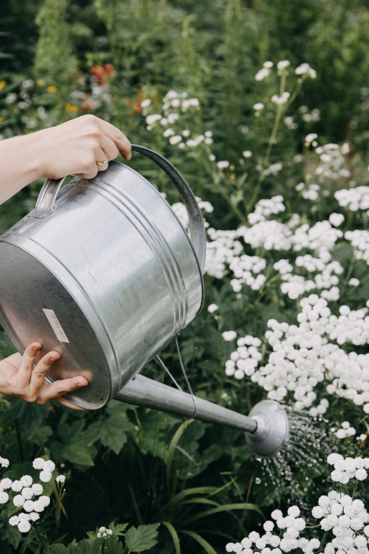 Drip by Drip How to Save Water While Watering Your Garden