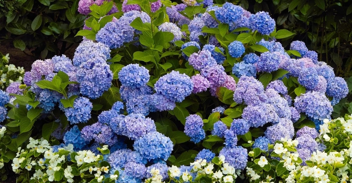 A Match Made In Heaven 5 Best Hydrangea Companion Plants