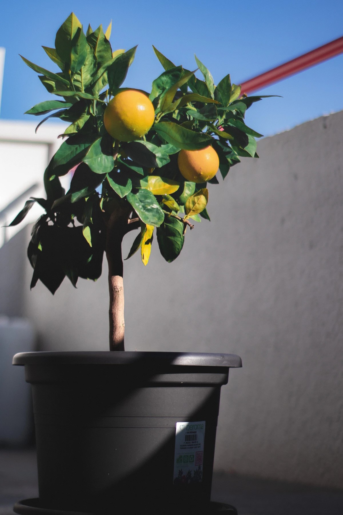 The 5 Best Trees To Grow In Pots