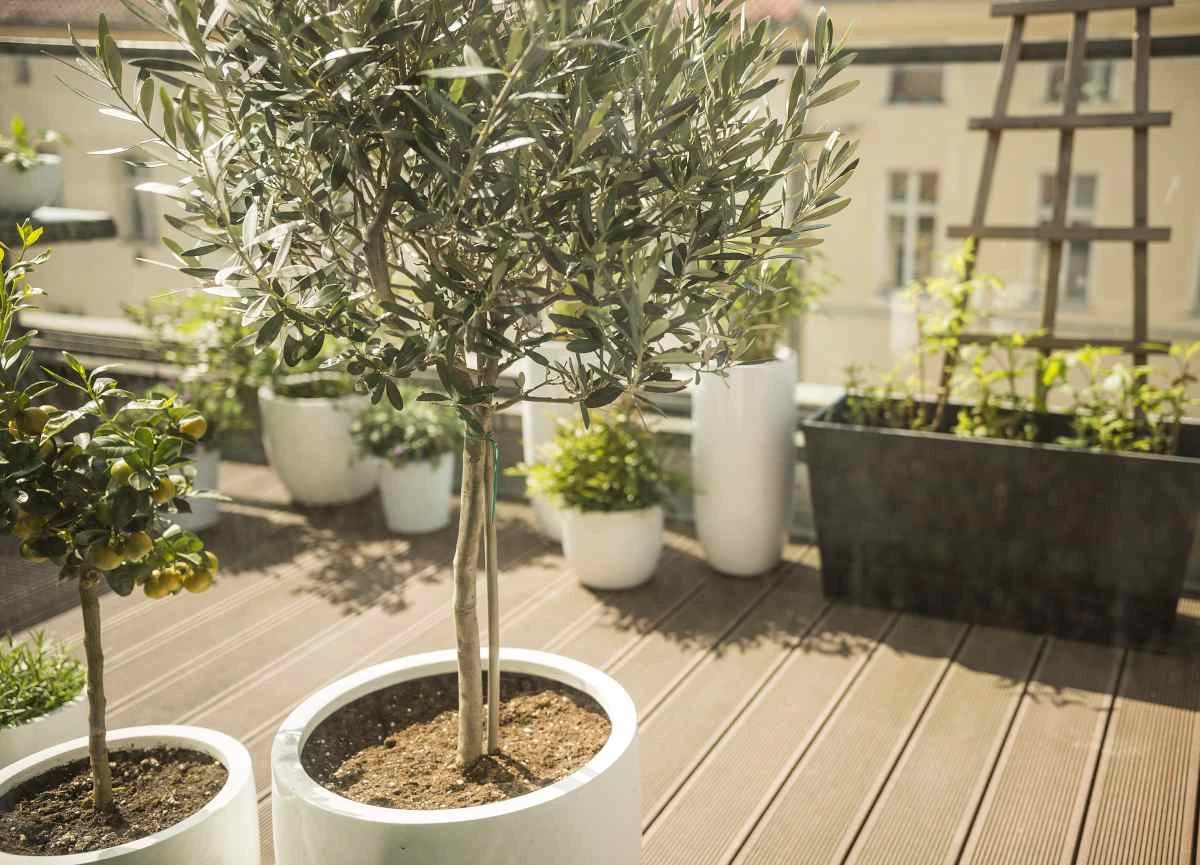 The 5 Best Trees To Grow In Pots