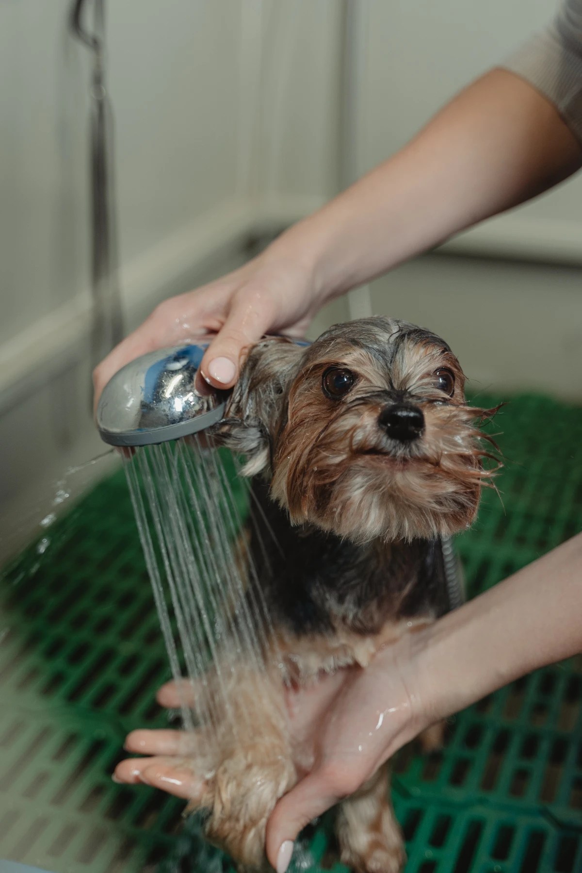 Homemade Dog Shampoo 5 Easy Recipes