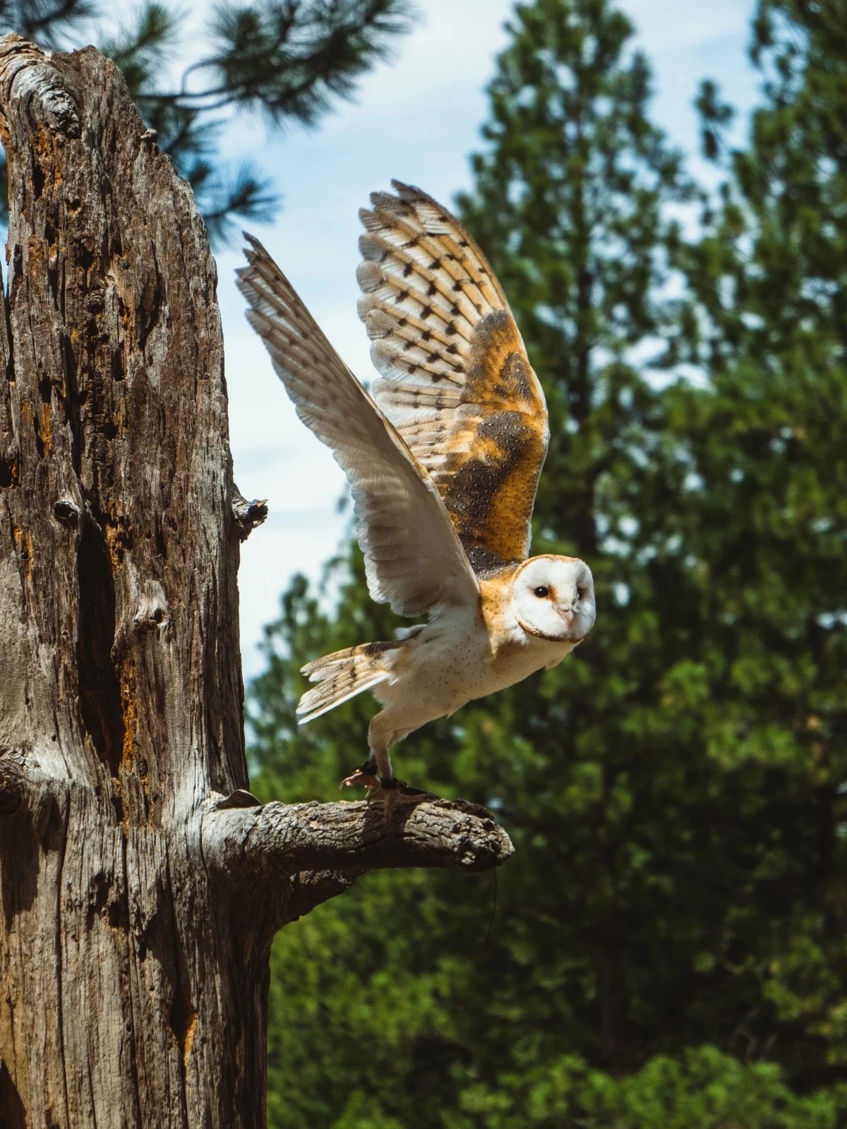 How To Attract Owls To Your Backyard 4 Useful Tips