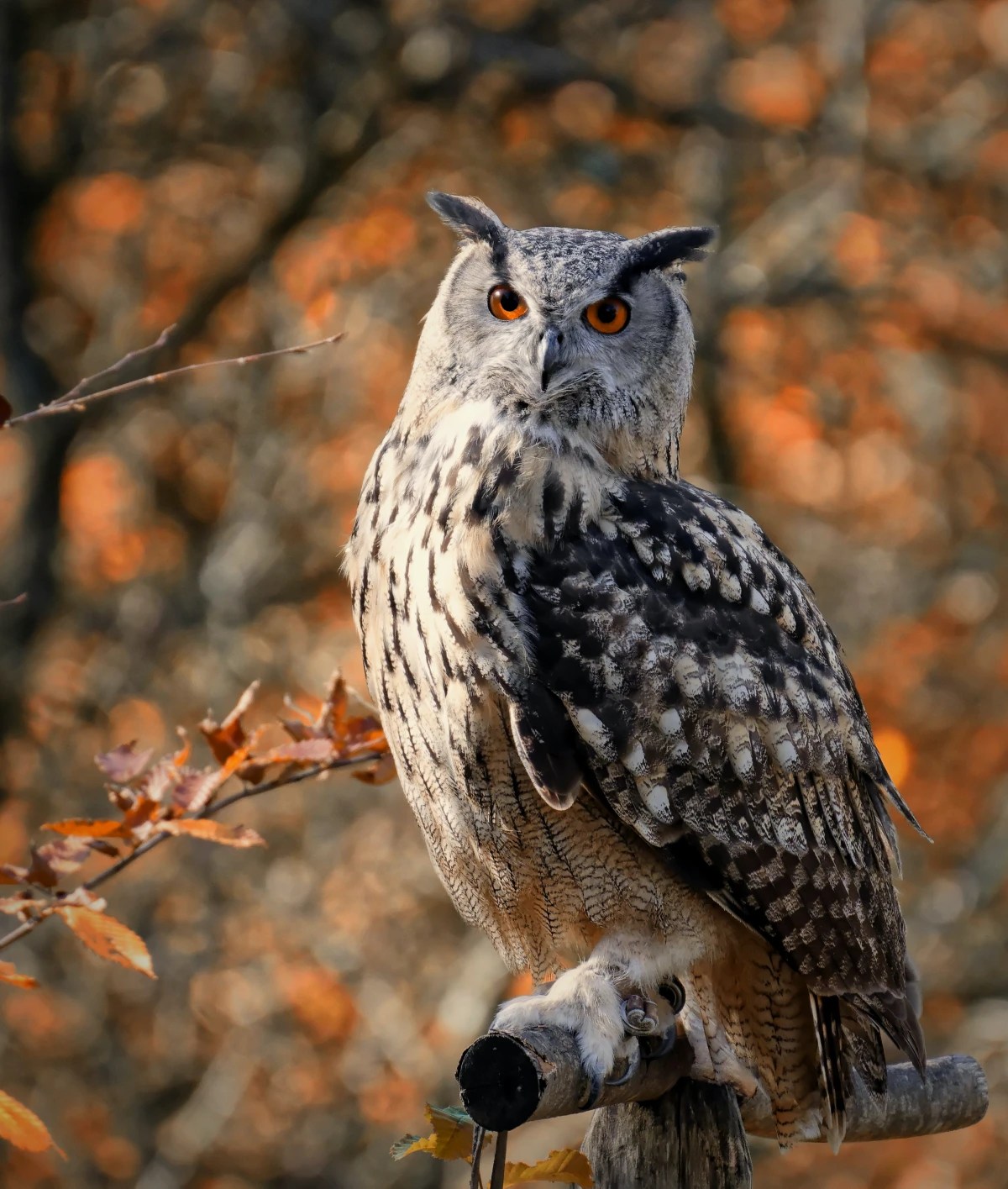 How To Attract Owls To Your Backyard 4 Useful Tips